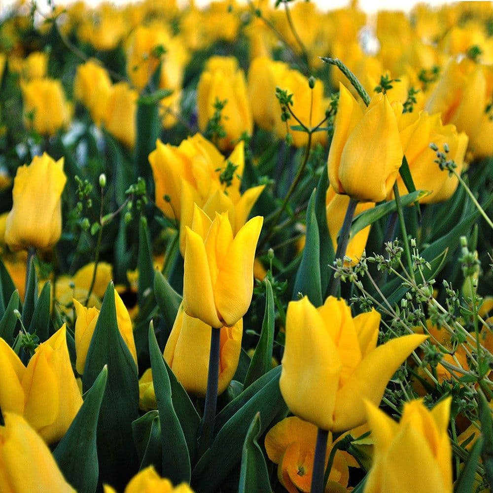 YELLOW PURISSIMA/YELLOW EMPEROR TULIPA FOSTERIANA