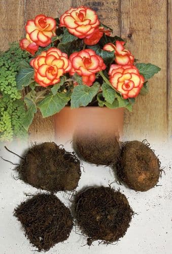 YELLOW & RED BEGONIA PICOTEE TYPE