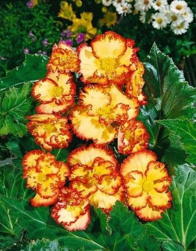 YELLOW & RED CRISPA MARGINATA
