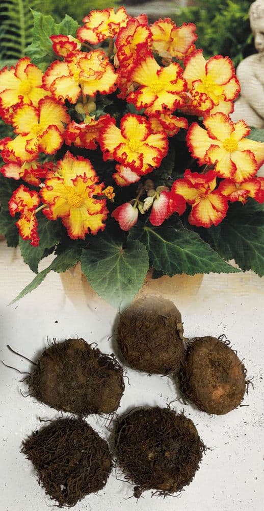 YELLOW & RED CRISPA MARGINATA