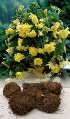YELLOW TRAILING (PENDULA) BEGONIA