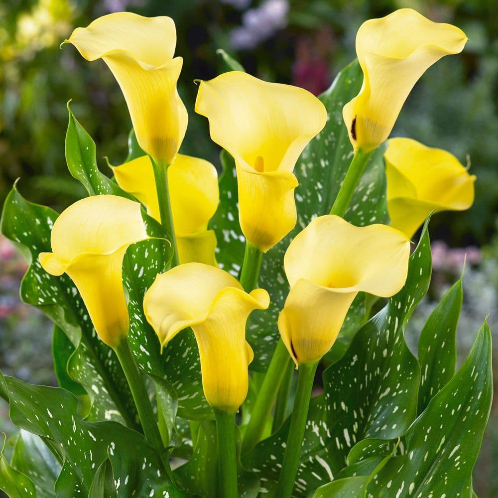 Zantedeschia Florex Gold Arum Lily Bulbs Size 20/-