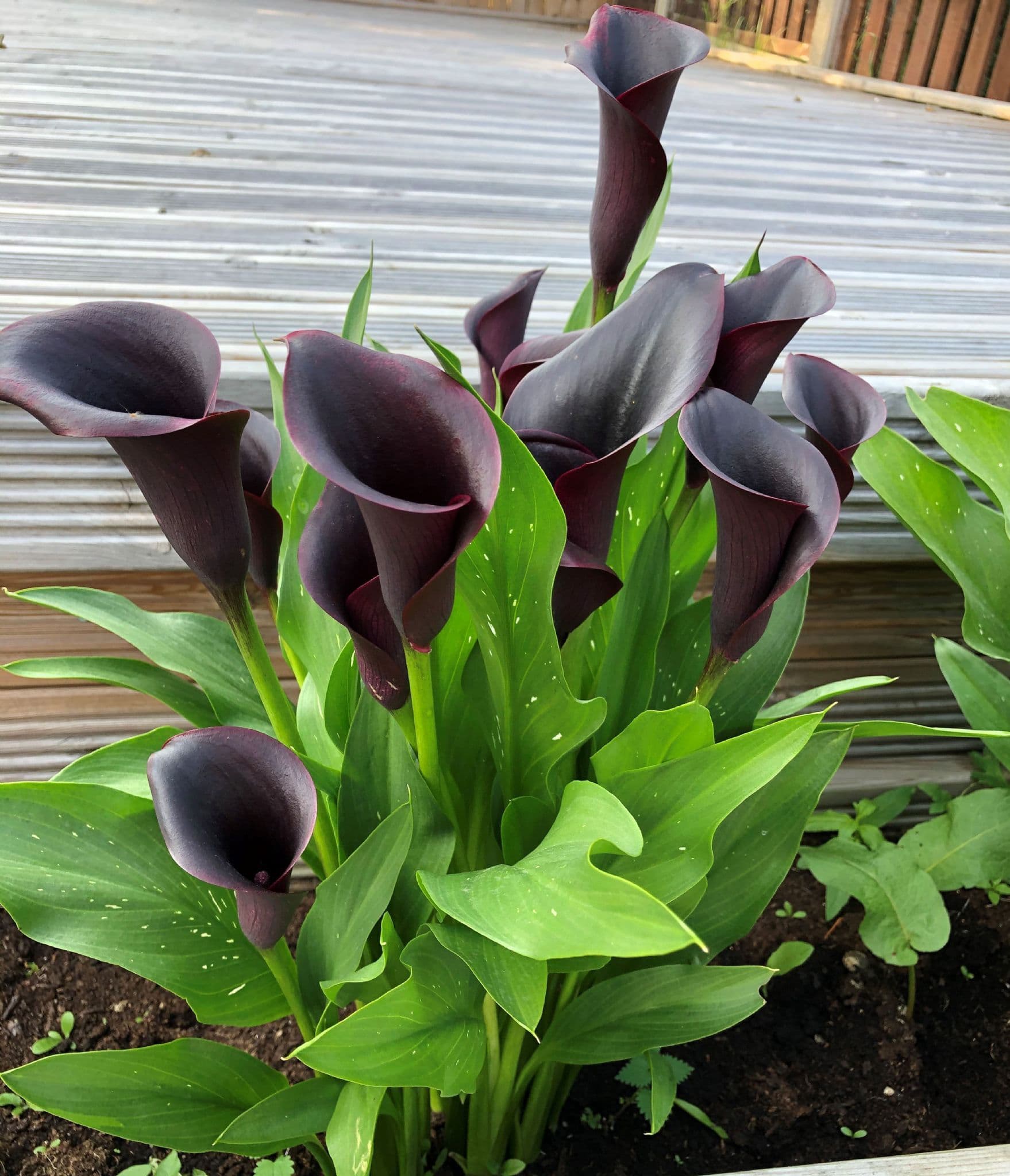 plage calla lily ジレ (black) 🌺🌺 Black Calla Lily Flowers Zantedeschia Aethiopica Plant