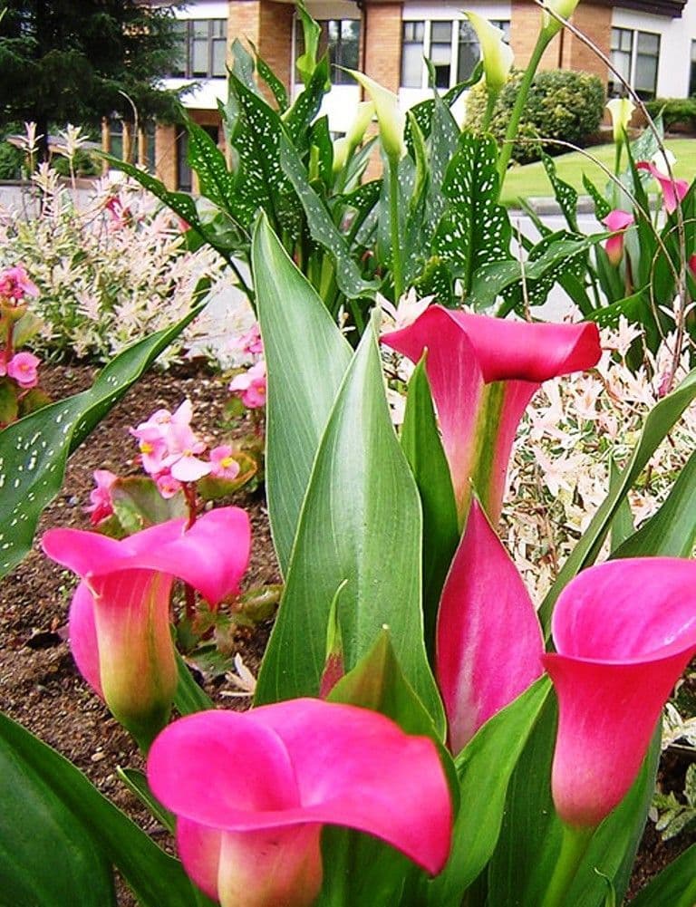 Zantedeschia Pink Giant Arum Lily Bulbs Size 22/24