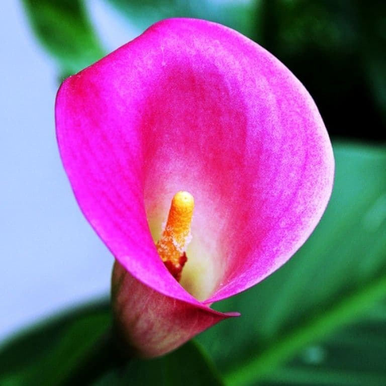 Zantedeschia Pink Giant Arum Lily Bulbs Size 22/24