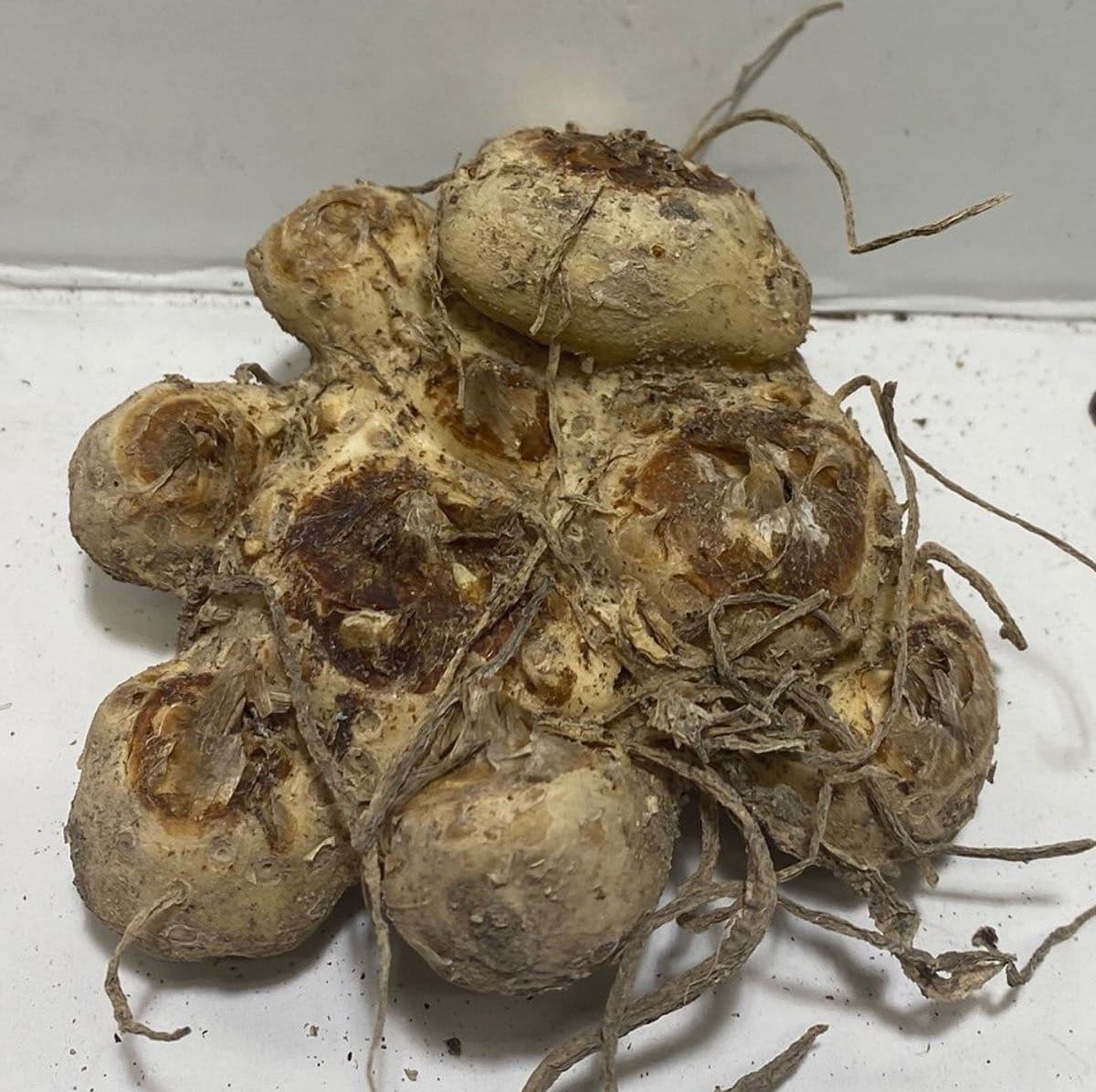 Zantedeschia Purple Heart Calla Arum Lily Bulbs Size 24/