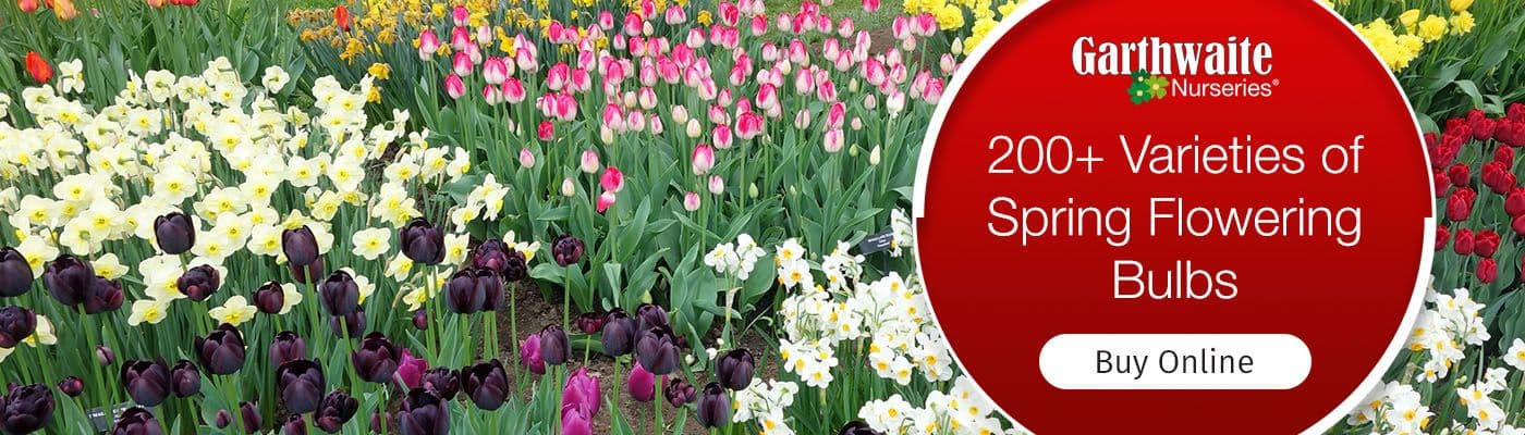 Garthwaite Nurseries