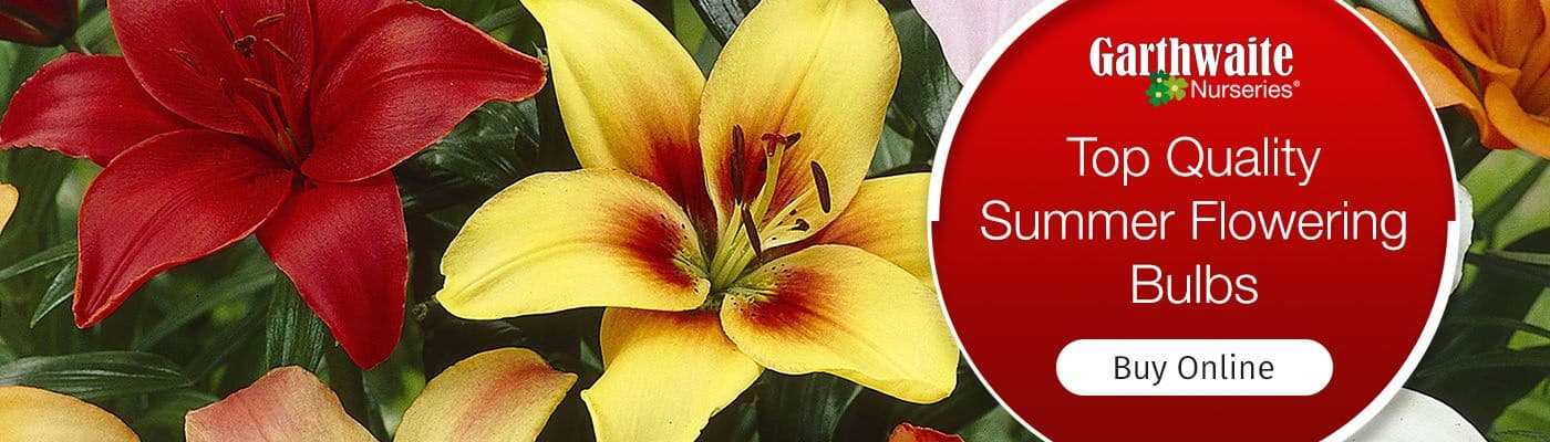 Summer Flowering Bulbs