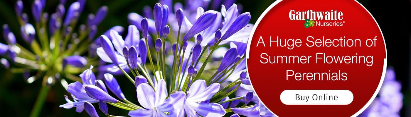 Summer Flowering Perennials