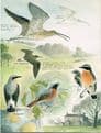 Wandering Voice: Diary of Birdsong WATERHOUSE, Michael 