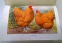 Wright's Book of Poultry   S.H.Lewer