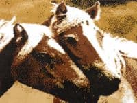 Modern Approx 4x2 60cm x 110cm Novelty range New Horse Design rugs Beiges/Browns