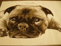 Modern Approx 6x4 120x170cm Woven Backed Pugs Rug Sale Top Quality Beiges/Cream