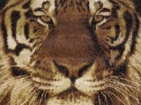 Modern Approx 6x4 120x170cm Woven Backed Tiger Face Rugs Top Quality Beiges New