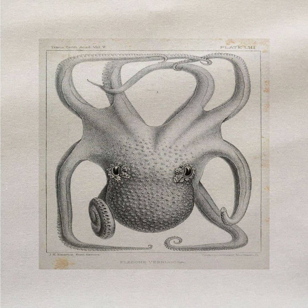 Octopus Fa Ric Panel Octopus Illustration - Fabric Panel
