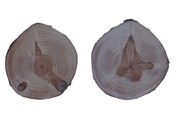 2pc 90mm Pine wood slices 3-1/2