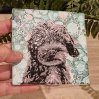 Black Cockerpoo Coaster