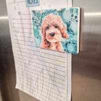 Cockerpoo Magnet