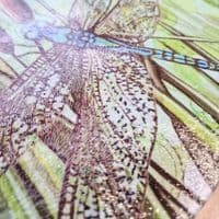 Dragonfly Worktop Saver