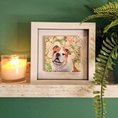 English Bulldog Dog  Small Picture