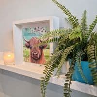 Highland Cow Large Picture