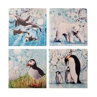 Killer Whale Coaster