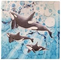 Killer Whale Coaster