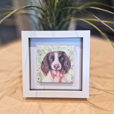 Springer Spaniel Dog  Small Picture