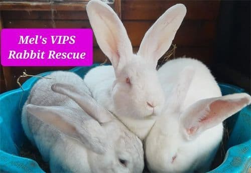 Mel s VIPs - Rabbit Rescue