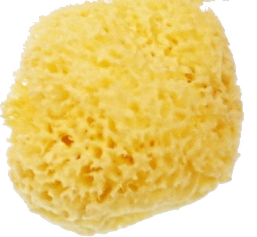 NS03 NATURAL SEA SPONGE HONEYCOMB 6 5