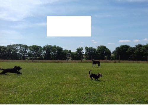 December Devon Dog Field Hire