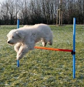 Dog Exercise Equipment Dog Agility Course Set Backyard Tunnel