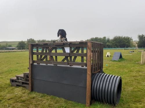 February Devon Banks Dog Field use