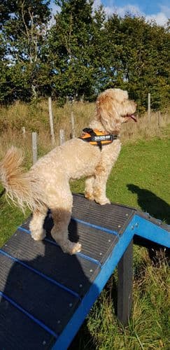 June Devon Dog Walking Field use