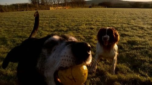 November secure Devon Dog Field use