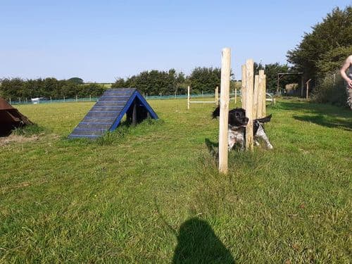 October Devon Banks Dog Field use