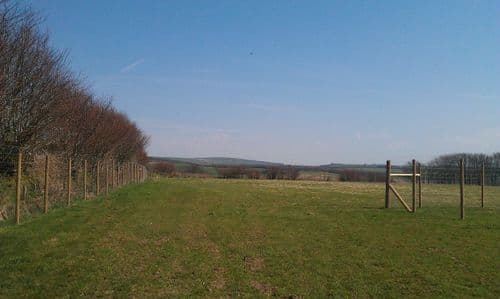 Puppy socialising at Devon Dog Field