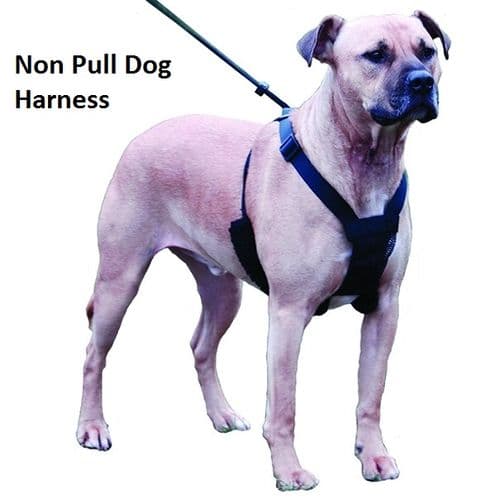 Sporn Non Pull Dog Harness