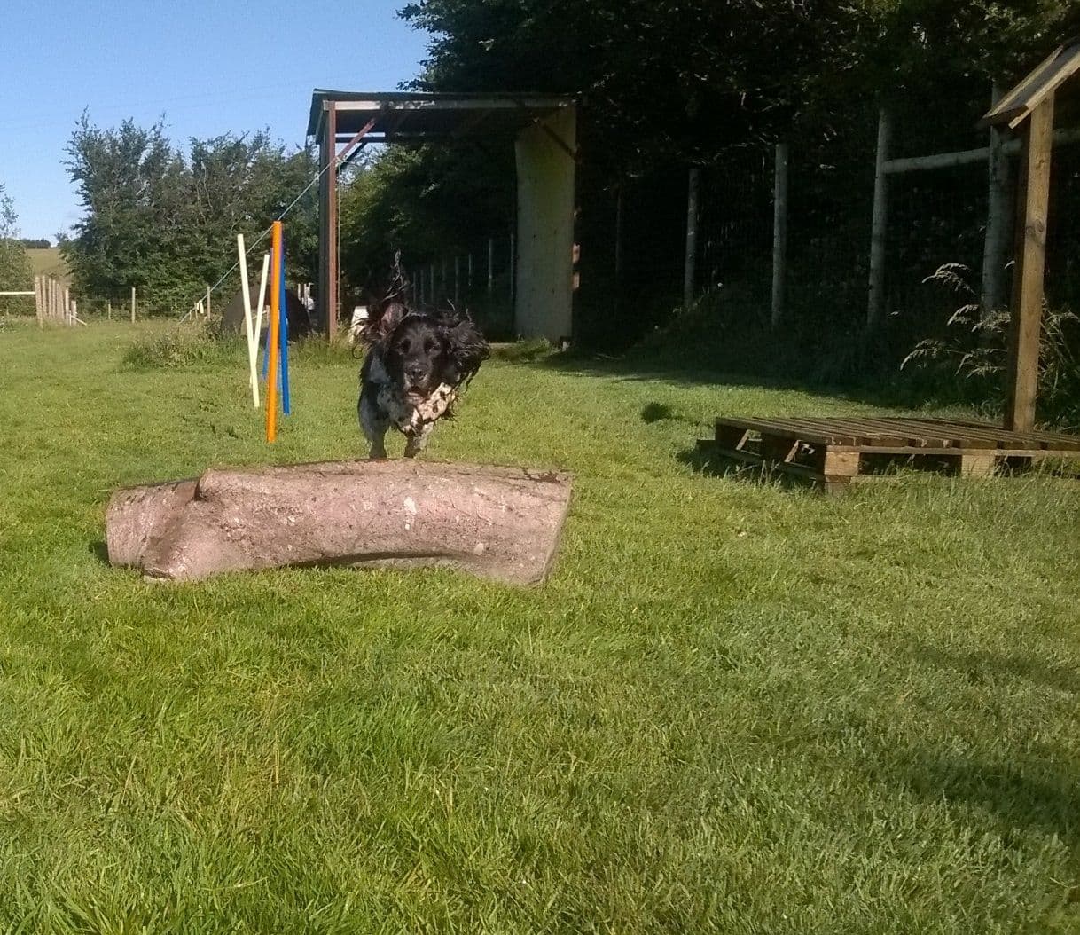 charlie jumping over the log