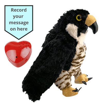 16 inch Peregrine Falcon - Voice Recording Teddy Bear