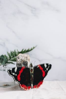 Ally Noble | Glass Red Admiral Butterfly