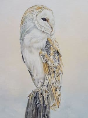 Anna Reed | Archibald Barn Owl Print