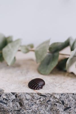 David Meredith | Miniature Bronze Clam Shell Sculpture