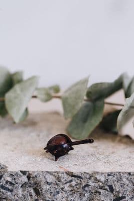 David Meredith | Miniature Bronze Conker Sculpture