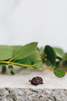 David Meredith | Miniature Bronze Tortoise Sculpture