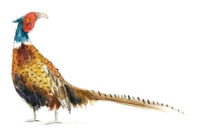 Gemma O'Neill | Pheasant Print