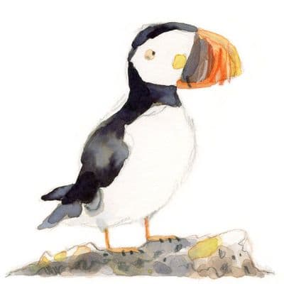 Gemma O'Neill | Rathlin Island Puffin Print