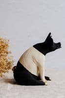 Gin Durham Ceramic Sculpture | Sitting Pig Sculpture | Ceramic Pig Sculpture