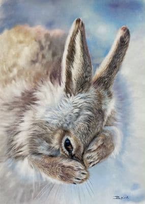Jacqueline Baird | Bashful Hare Print