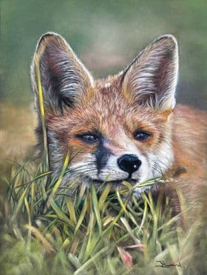 Jacqueline Baird | Just Chillin' Fox Print